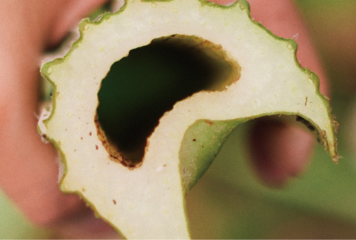 ラワンぶきの太い茎の断面