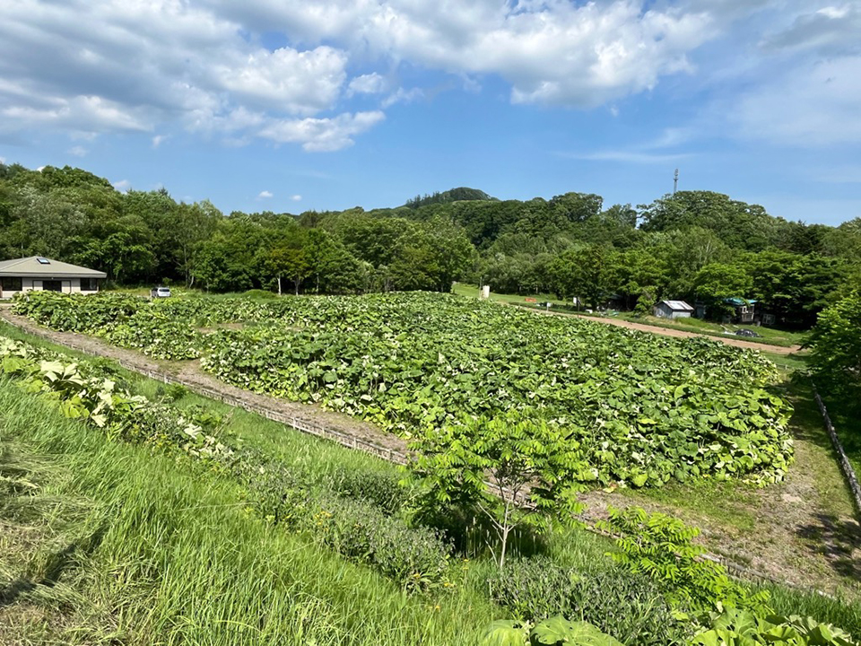 足寄町役場さんの圃場のラワンぶき