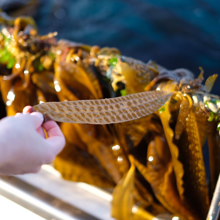 昆布のとろみ成分の写真