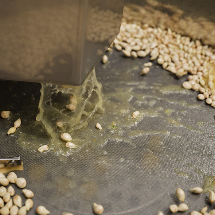 種からオイルとエキスを抽出